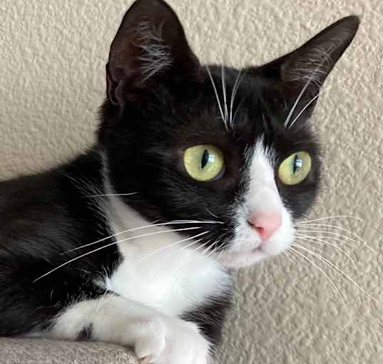 Photo of Mittens