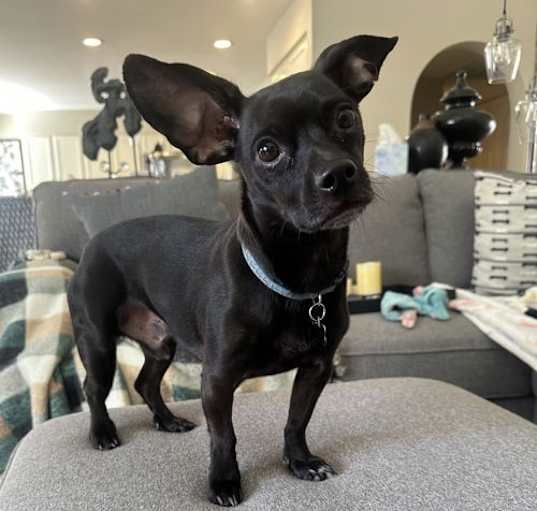 Photo of Ziggy