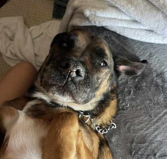 Photo of Bella