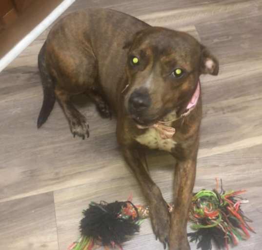 Photo of Stella