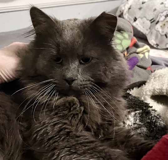 Photo of Sir Fluff