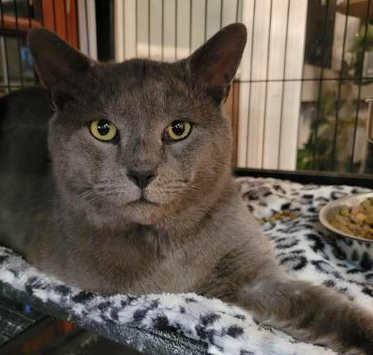 Photo of Miso (A0057908670)