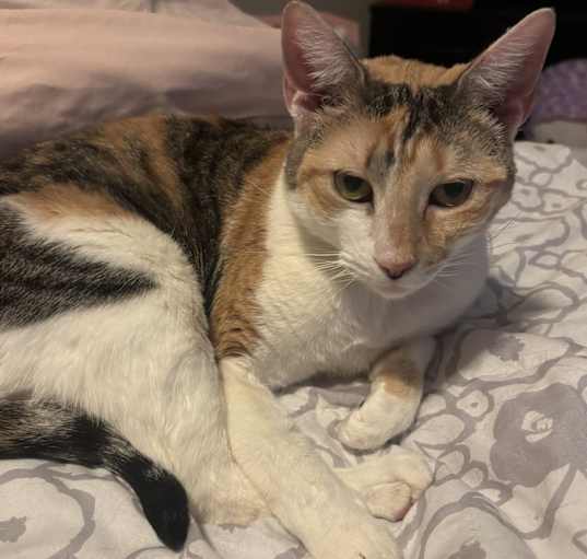 Photo of Cali