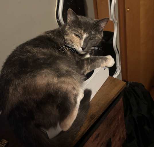 Photo of Suki