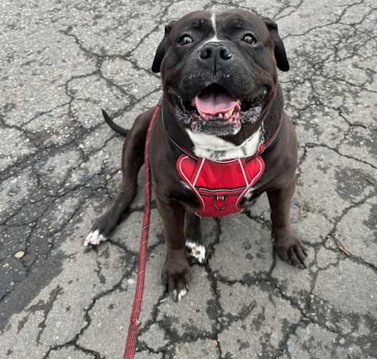 Photo of Diesel