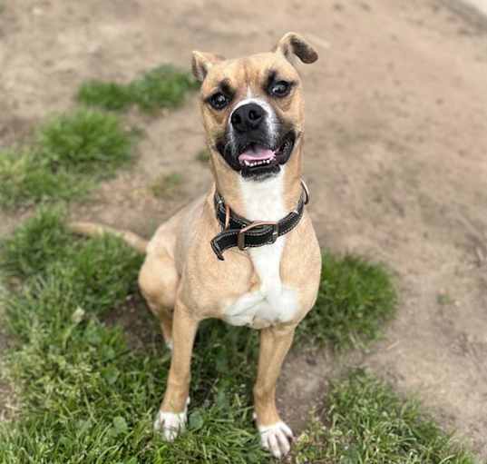 Photo of *PEANUT