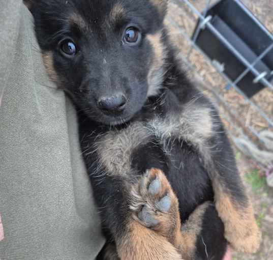 Photo of German shepherd puppies
