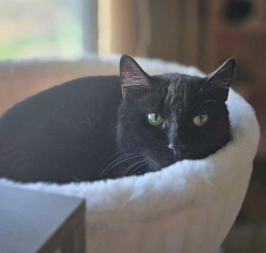 Photo of Nyxy