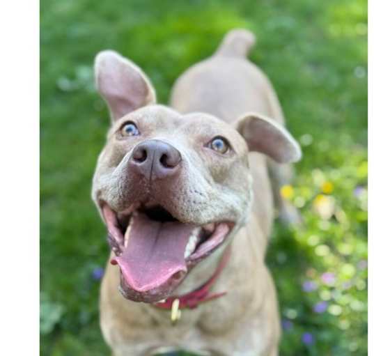 Photo of Good Boy