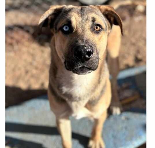 Photo of Baxter