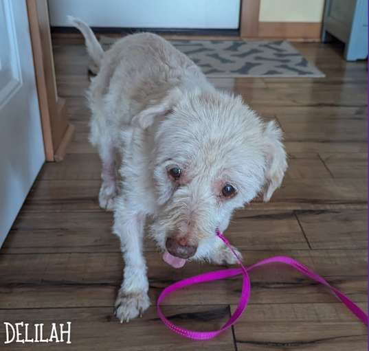 Photo of Delilah
