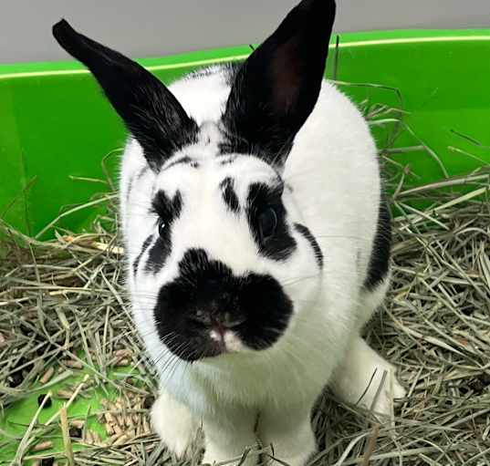 Photo of Domino