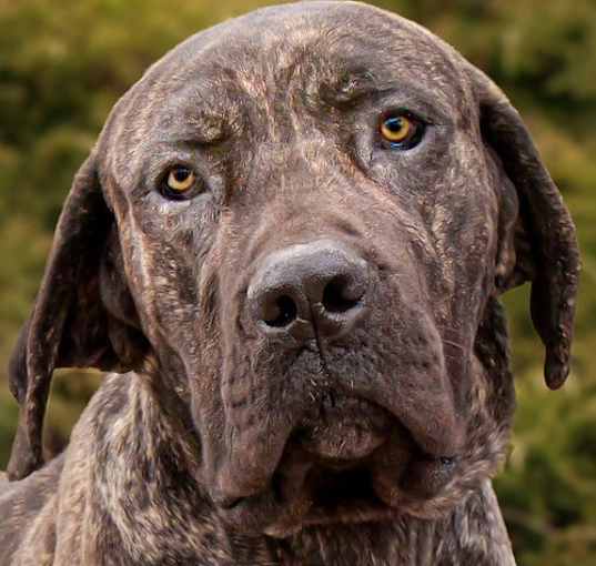 Photo of Awesome Mr Anubis ~ EASY Pup