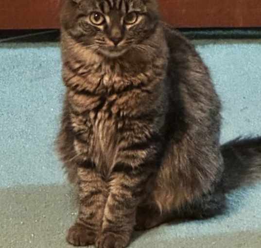 Photo of Piper