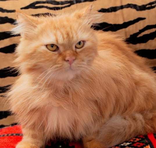 Photo of Hanif