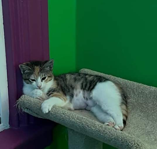 Photo of Amber-Must Have A Buddy
