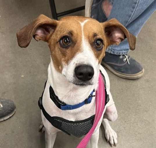 Photo of Athena *Adopt or Foster*