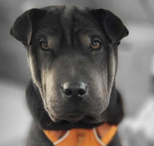 Photo of Hachi