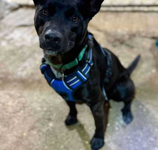 Photo of Oliver