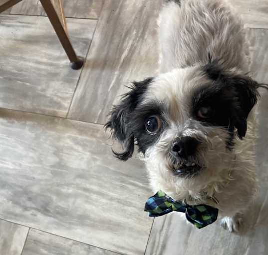 Photo of oreo