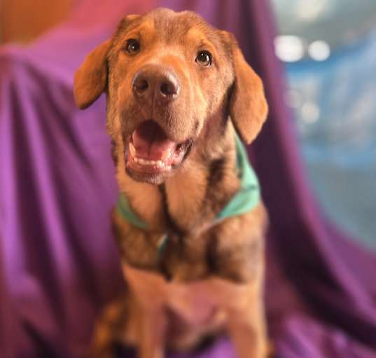 Photo of Kooper