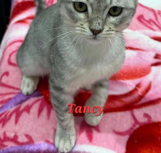 Photo of Tansy