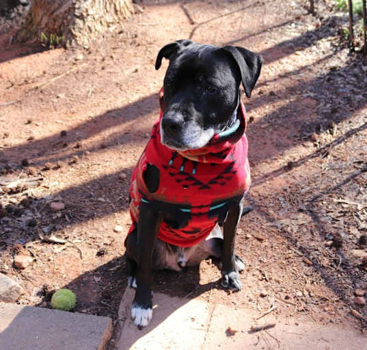 Photo of Fender