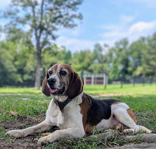 Photo of Baxter