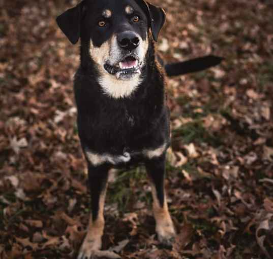 Photo of Axle