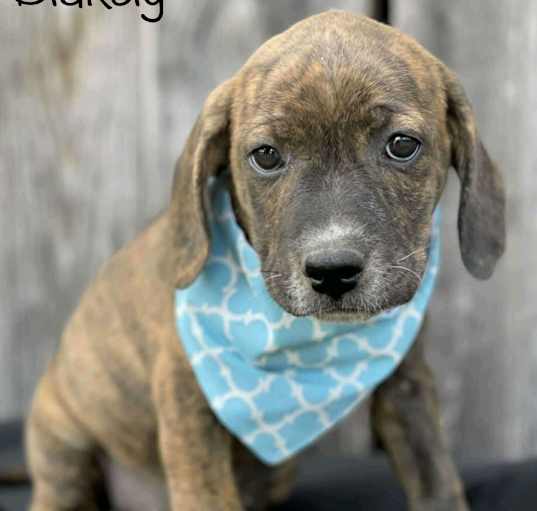 Photo of Blakely
