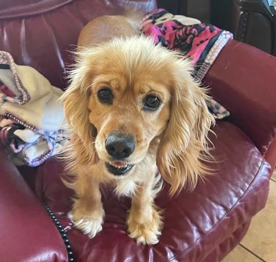 Photo of Bailey