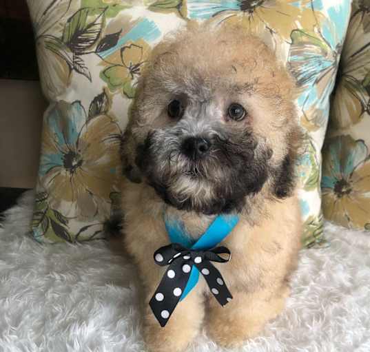 Photo of ARCHIE 3.5 months old 6 pounds