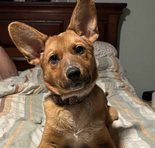 Photo of Ruby