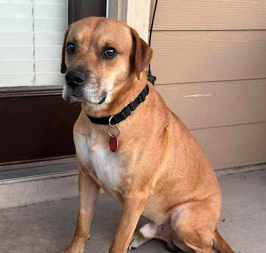 Photo of Buddy
