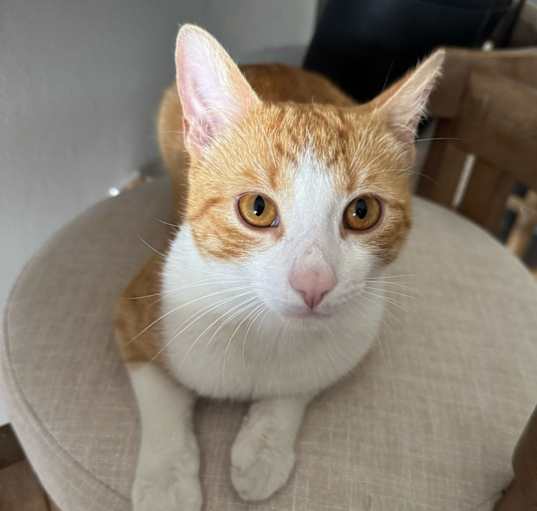 Photo of Simba