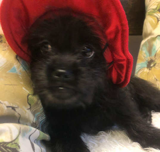 Photo of BETTY 3.5 mos 7 pounds