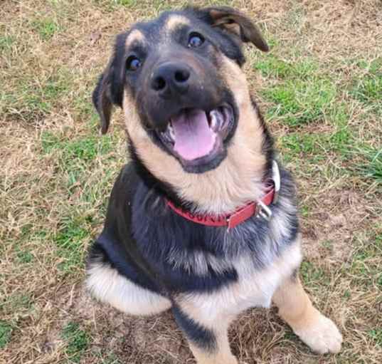 Photo of Alvarez (4mo PUPPY)