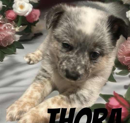 Photo of Thora