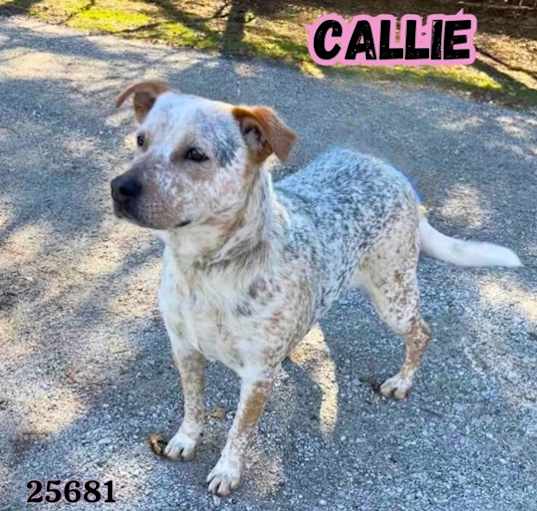 Photo of Callie