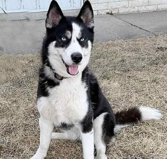 Photo of **XENA**