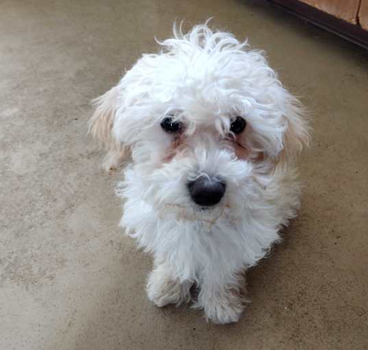Photo of Bella