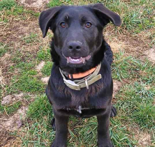 Photo of Fender (4mo PUPPY)