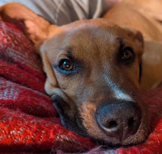 Photo of Tucker