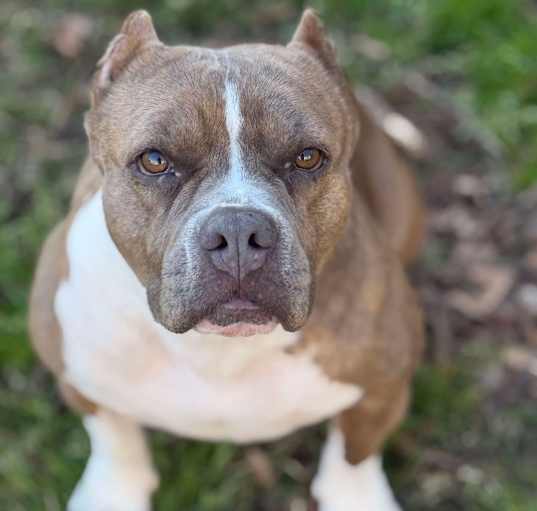 Photo of Gidget