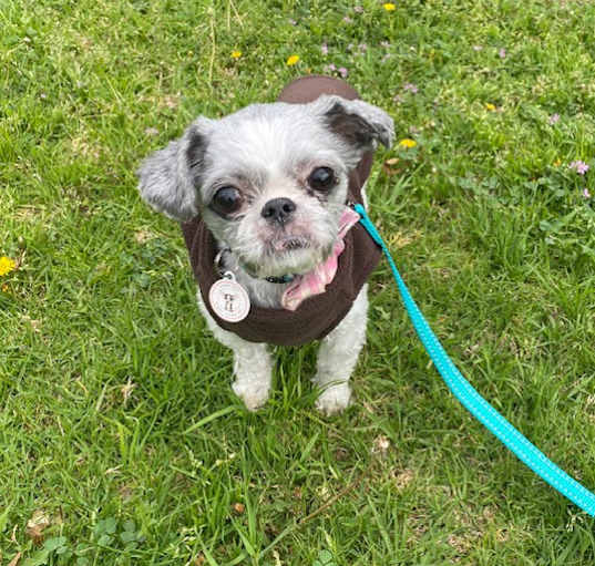 Photo of Zelda