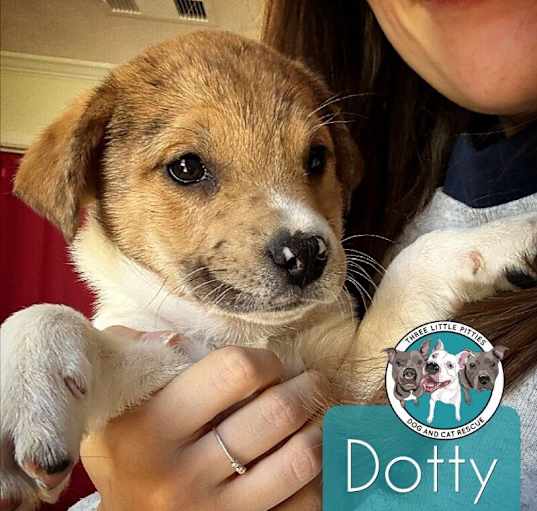 Photo of Dotty Cheeks