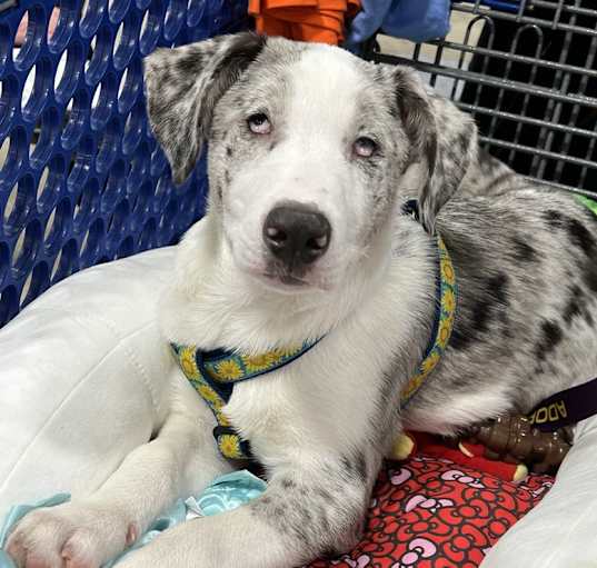 Photo of Wrangler (PA) CUDDLY!