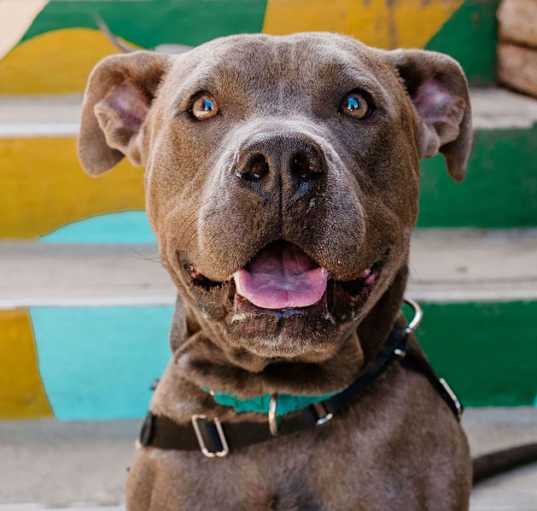 Photo of Hondo