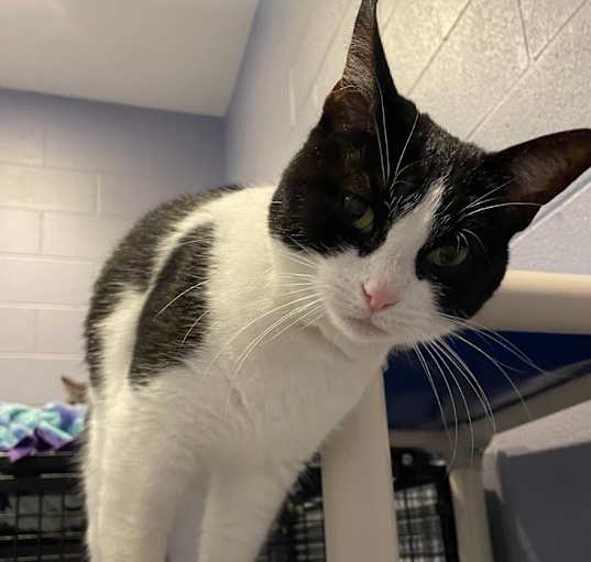 Photo of Oreo