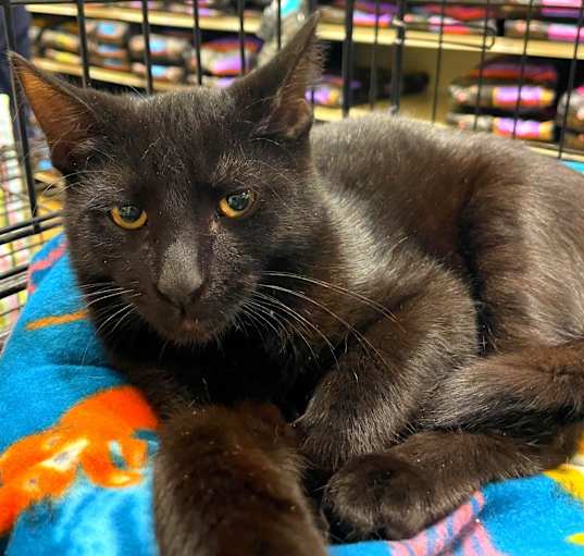 Photo of Boba *IN FOSTER*